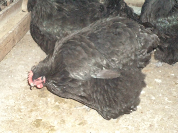 DSC01762 - 2013-Orpington negru