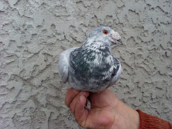 SL381179 - porumbei voiajori