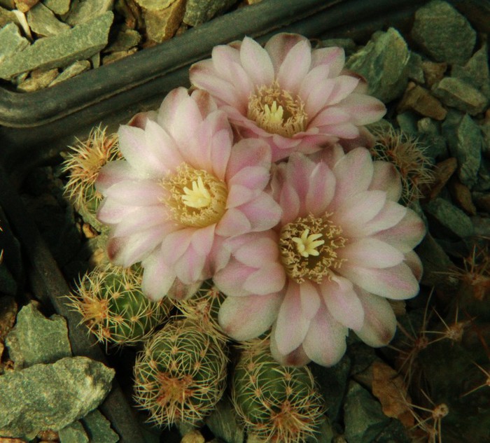 Gymnocalycium bruchii