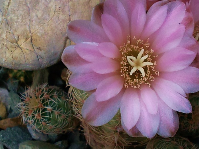 Gymnocalycium bruchii