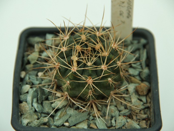 Gymnocalycium neuhuberi - Gymnocalycium neuhuberi