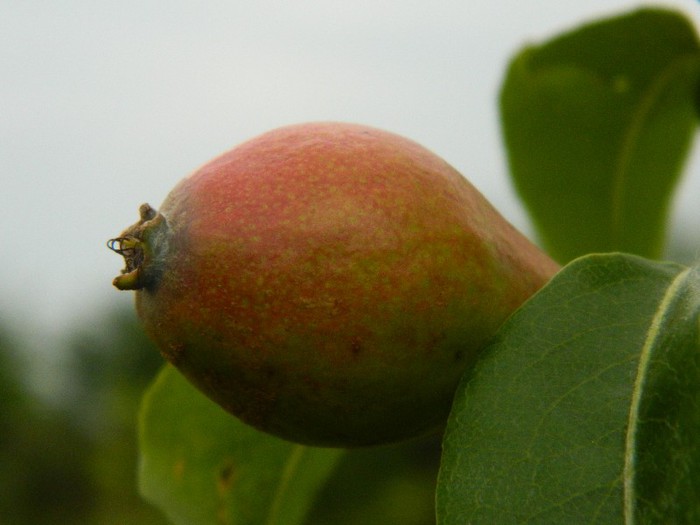 Par,prima fructa,prima recolta - Pomi fructiferi 2012