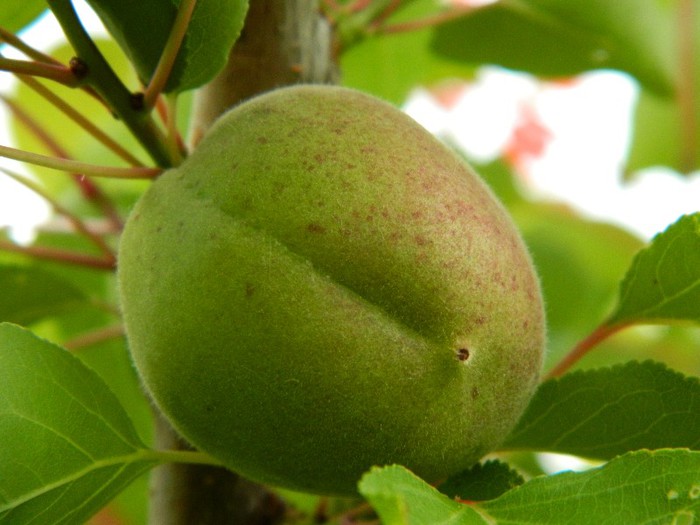 Cais Olimp- Statiunea Baneasa - Pomi fructiferi 2012