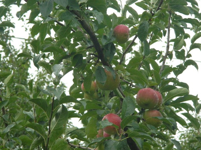 Mar - Pomi fructiferi 2012