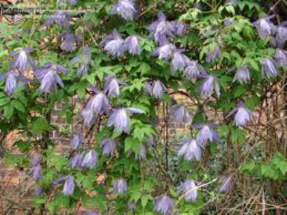 Maidwell Hall - Comanda clematis in primavara 2013