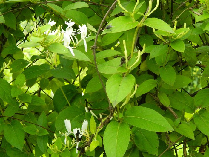 Lonicera de la Flori I.