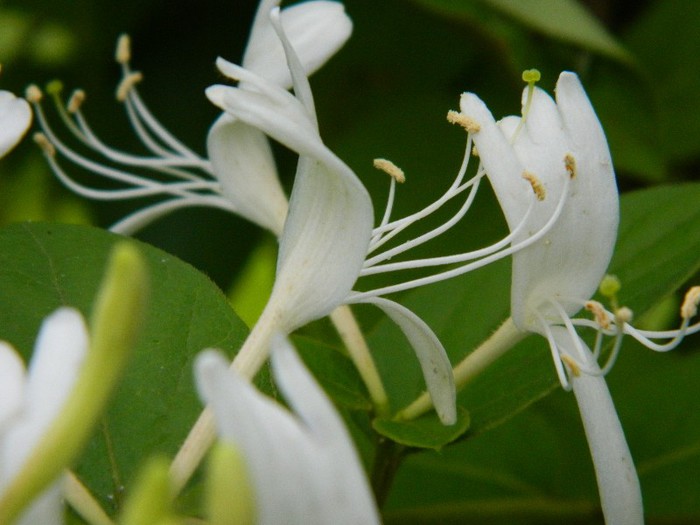 2012 05 31 10 01 54; Lonicera de la Flori I.
