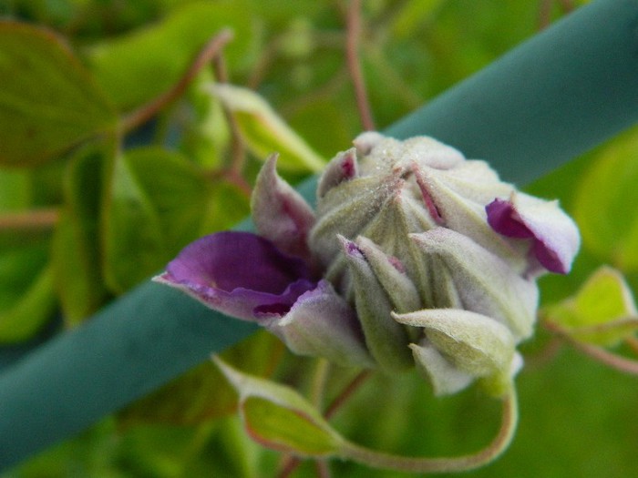 2012 05 31 09 53 30 - Clematite 2012