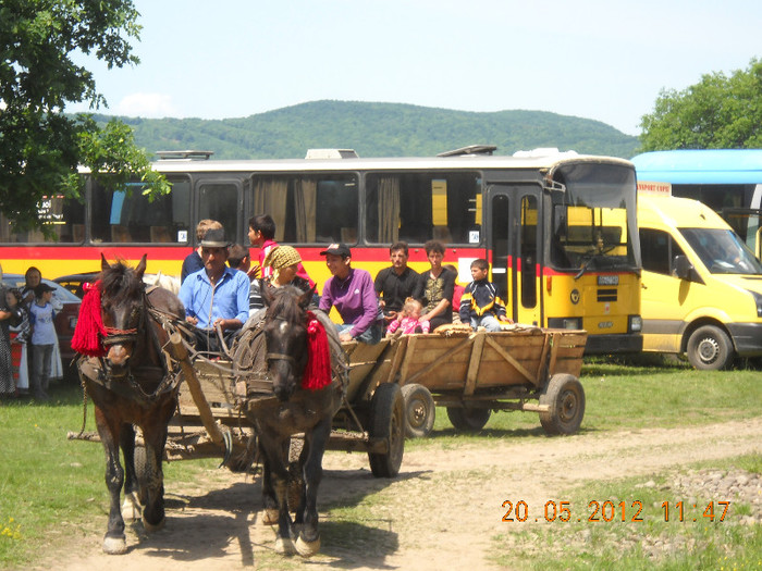 DSCN0163 - LALEAUA PESTRITA 2011