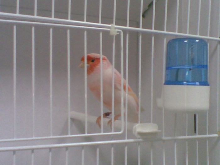 01122012(068) - Canari