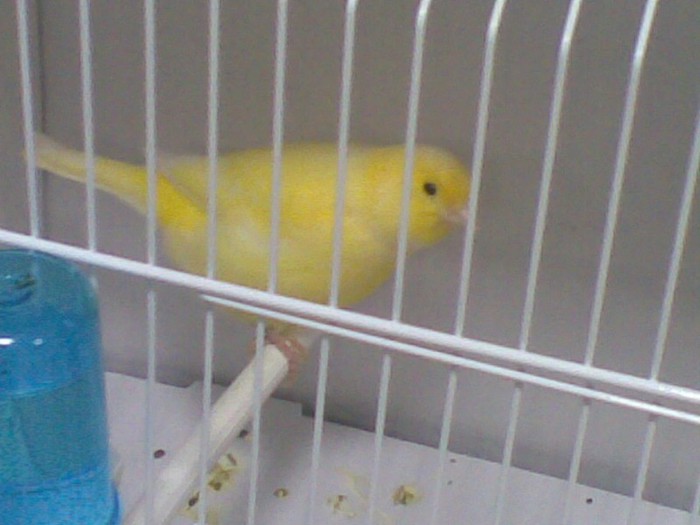 01122012(070) - Canari