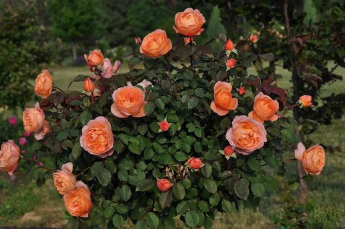 Lady Emma Hamilton - Iubesc trandafirii - pe acestia ii doresc !