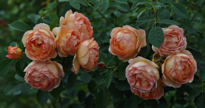 Lady of Shalott - Iubesc trandafirii - pe acestia ii doresc !