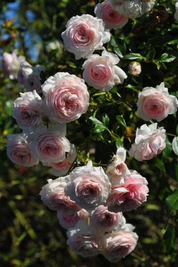 Larissa - Iubesc trandafirii - pe acestia ii doresc !