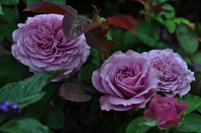 Lavender - Iubesc trandafirii - pe acestia ii doresc !