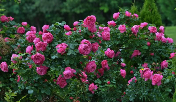 Leonardo da Vinci - Iubesc trandafirii - pe acestia ii doresc !