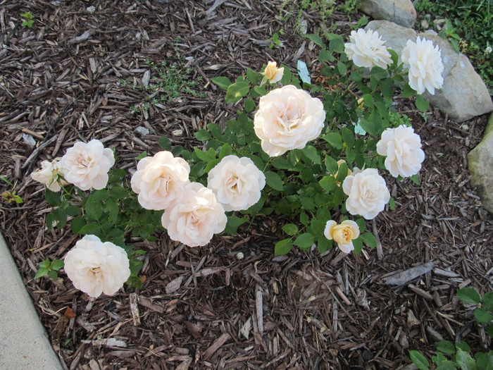 My Lions Fairy Tail - Iubesc trandafirii - pe acestia ii doresc !