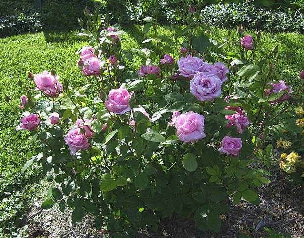 roses 22 - Iubesc trandafirii - pe acestia ii doresc !