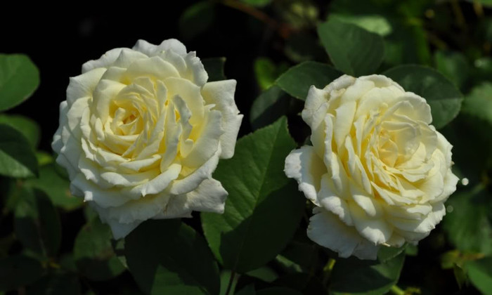 Jeanne Moreau - Iubesc trandafirii - pe acestia ii doresc !