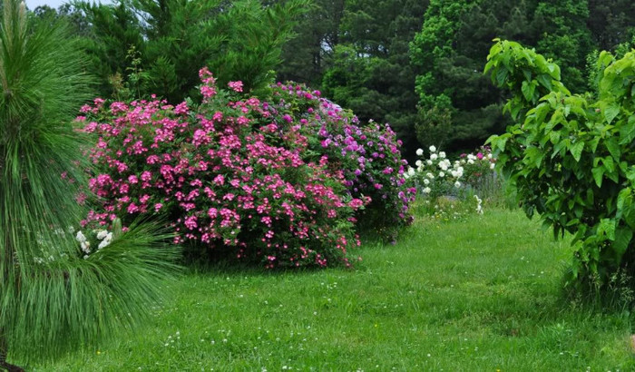 roses 31 - Iubesc trandafirii - pe acestia ii doresc !