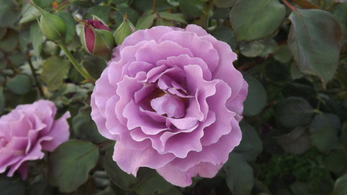 roses 49
