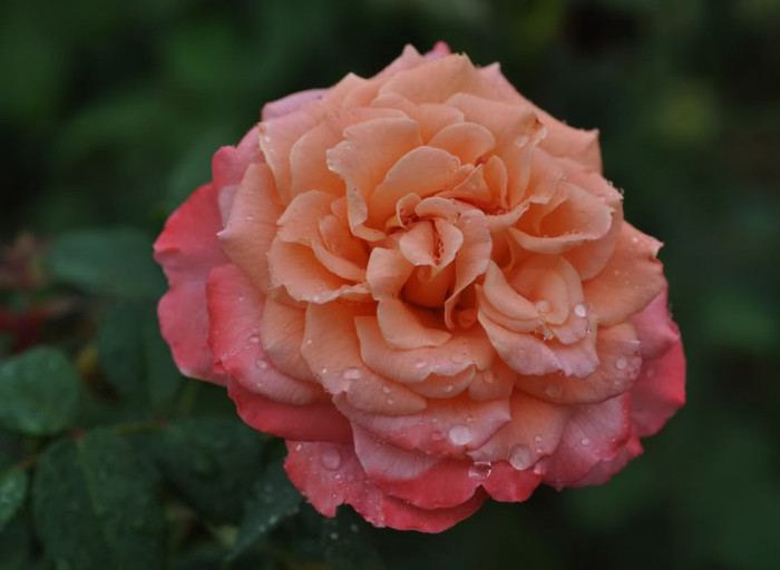 roses 52