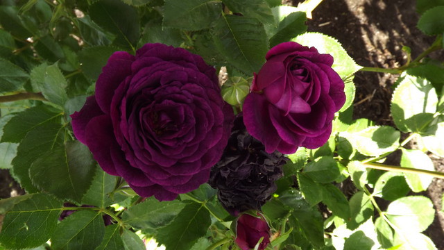 roses 54