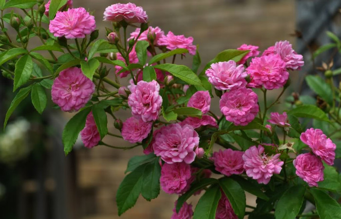 roses 56