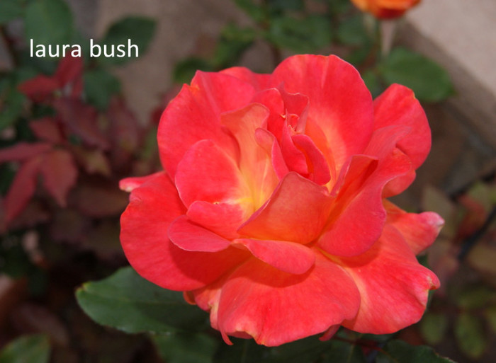 Laura Bush