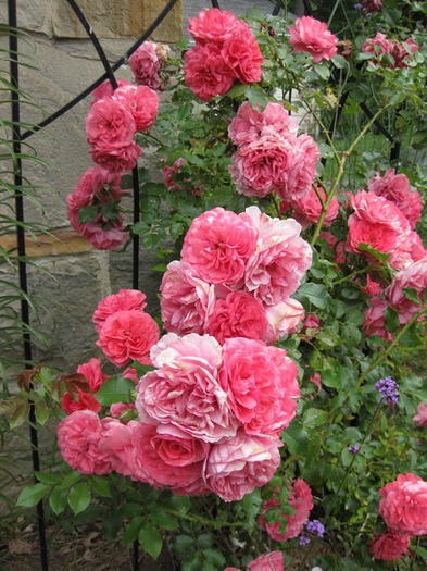 roses 62