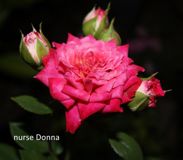 Nurse Donna
