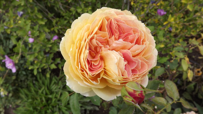Caramel Antique