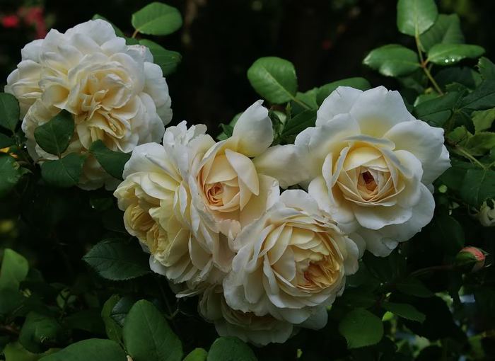 Crocus Rose