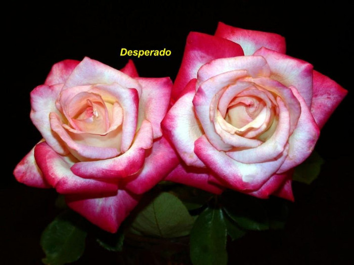 Desperado