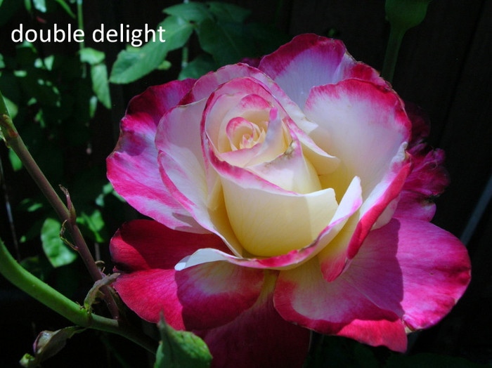 Double delight