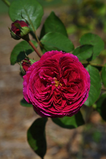 Falstaff