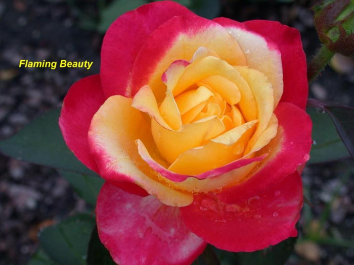 Flaming Beauty
