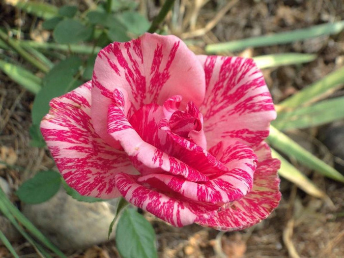 PINK INTUITION - Iubesc trandafirii - pe acestia ii doresc !