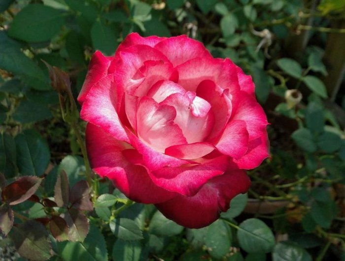 PINNACLE - Iubesc trandafirii - pe acestia ii doresc !