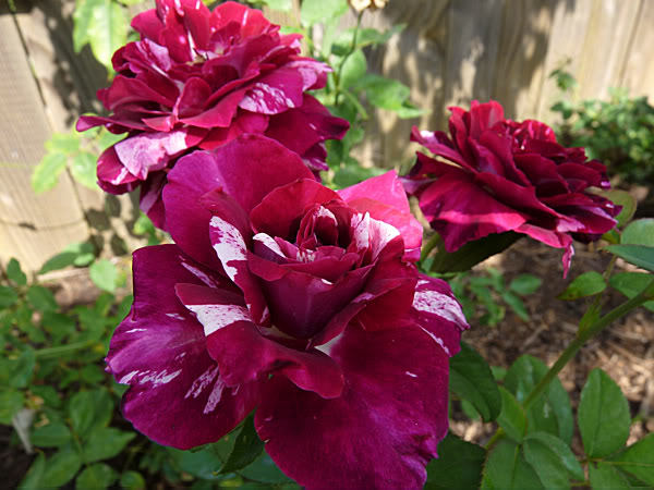 Purple Tiger - Iubesc trandafirii - pe acestia ii doresc !