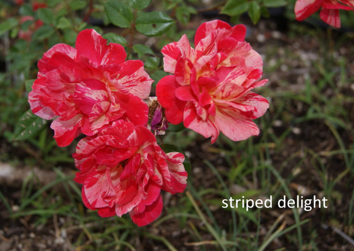 Striped delight - Iubesc trandafirii - pe acestia ii doresc !