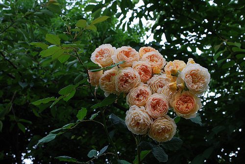 Crown Princess Margareta - Iubesc trandafirii - pe acestia ii doresc !