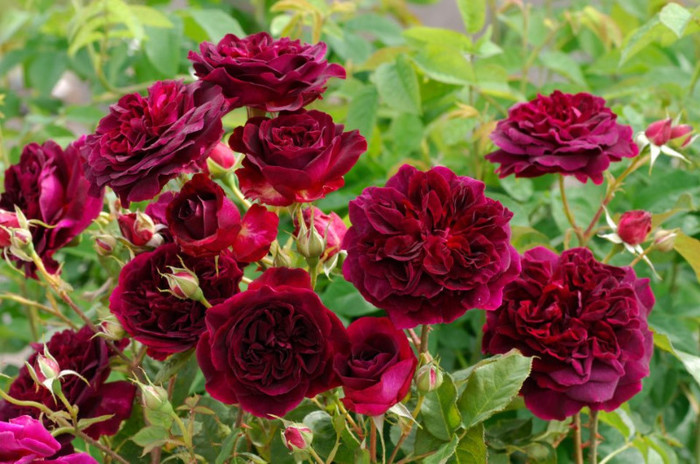 Munstead Wood - Iubesc trandafirii - pe acestia ii doresc !