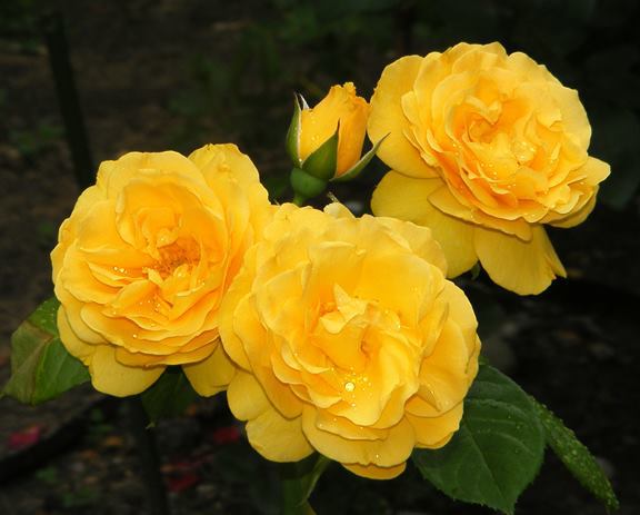 Julia Child - Iubesc trandafirii - pe acestia ii doresc !