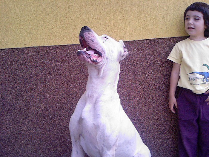 Carlos si Oana - dogo argentino in amintirea lui