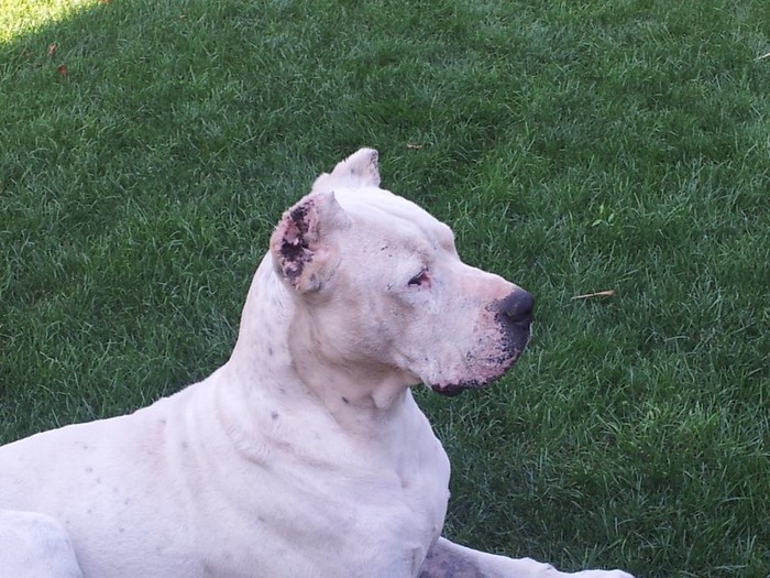 in 2012 - dogo argentino in amintirea lui