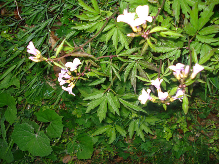 DSC08680