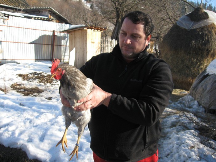 medium.dun.30.dec.2013; am lansat un puiandru in munte la altitudine medie, cca 700 m. astept evolutia lui spre maturizare pentru a recolta pene de calitate cat mai ridicata, mai ales ca aici traiesc rustic
