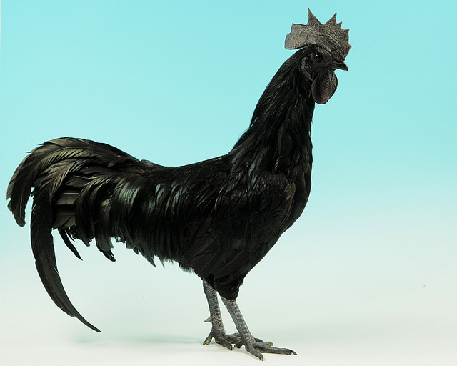 Cemani - Cemani