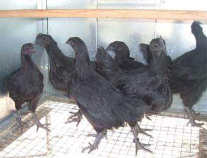 cemanis - Cemani